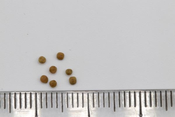 Click for 2 image(s) for this accession. Image